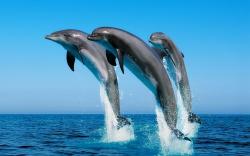 HD Wallpaper | Background ID:249578. 2560x1600 Animal Dolphin