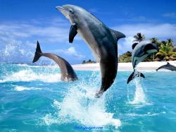 Dolphin Wallpapers2