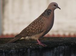 The spotted dove, which is most commonly found in Southeast Asia