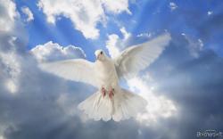 Dove of Peace Wallpaper #245300 - Resolution 1440x900 px