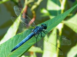 Insect Blue Dragonfly On A Leaf Photo Picture Gallery HD Wallpapers PC Desktop
