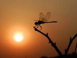 ... Dragonfly and sunset | by Nipun Garg