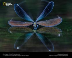 Dragonfly Blue Wallpaper Animal Backgrounds