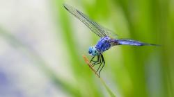 Free Dragonfly Wallpaper