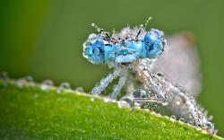 Dragonfly Water Drops