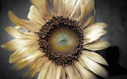 Dry Flower Sunflower Petals Photo
