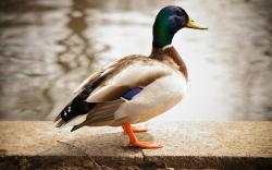 Mallard Duck Pictures