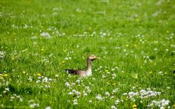 Duck On The Grass 1440X900 Photo