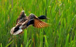 Wild Duck Flying Lake Nature HD Wallpaper