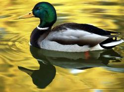 (11) Exotic Pictures of Beautiful Duck that will make feels serene.