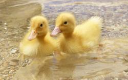 Adorable Duckling Wallpaper; Duckling; Duckling; Duckling; Duckling; Duckling Wallpaper