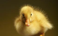Duckling; Duckling; Duckling; Duckling ...