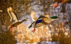 Ducks Birds Flying Lake