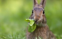 Eating Rabbit Wallpapers Pictures Photos Images. «