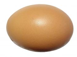 eggs egg
