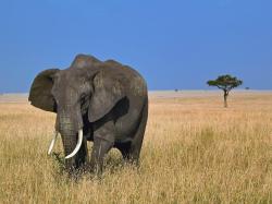 African Elephant Now a Frightened Species