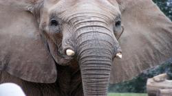 Elephant face head close up portrait African mammal