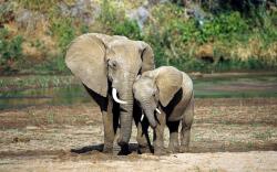 Elephant Mother Baby