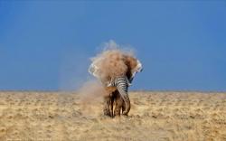 Elephant shake dust