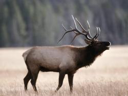 Elk- Photo#04