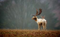 elk animals nature landscapes trees fields grass wildlife babies fawn horns antlers wallpaper background