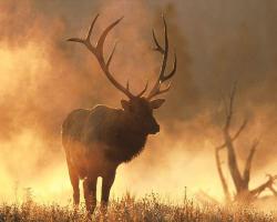 Elk fighting wallpaper elk. Elk fighting wa.