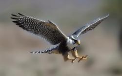 Falcon Flying Free Background Pictures 26223 High Resolution