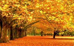 Fall Trees Wallpaper