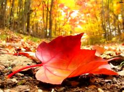 Fall Leaves Desktop Background Fallen Leaves On The Ground photos of Autumn Images for Your Desktop Background
