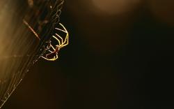 Fantastic Spider Web Wallpaper