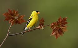 Fantastic Yellow Bird Wallpaper