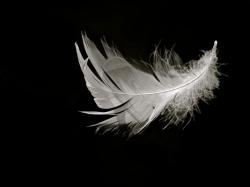 ... Black And White Feather ...