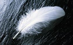 Feather44; White feather37 White feather Widescreen Wallpaper - #