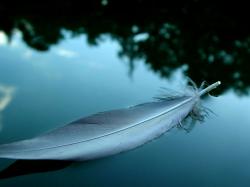 Feather Wallpaper HD