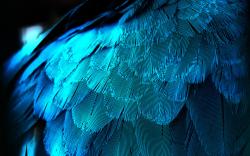 Blue Shade Wallpapers Blue Shades Feathers wallpaper
