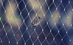 Fence Bird Sparrow Awesome Photo