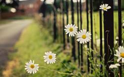 Chamomile Flowers Fence