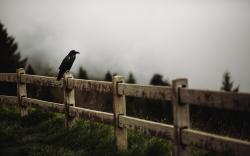 Raven Bird Wooden Fence Forest Fog HD Wallpaper