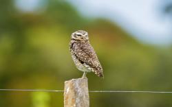 Fence Owl Bird