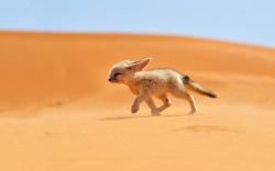 Fennec fox desert