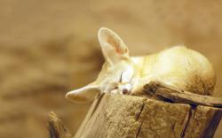 Fennec fox snooze Wallpapers Pictures Photos Images. «