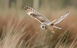 Field Bird Owl Flying