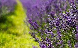 Field Lavender Nature