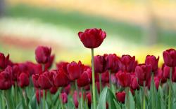 Red Tulips Field Nature Hd Wallpaper 2560x1600px