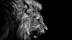Fierce Lion Wallpaper