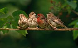 Finches branch