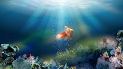 Fish Wallpaper HD Free Download