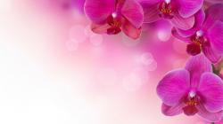Download this gallery to your personal computer or the web-media device. Do not forget to view different pink flower background pictures images galleries.