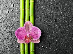 Description: The Wallpaper above is Flower Bamboo Wallpaper in Resolution 1600x1200. Choose your Resolution and Download Flower Bamboo Wallpaper