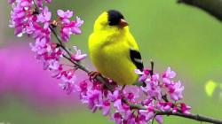Flowers with yellow. Flowers with yellow bird